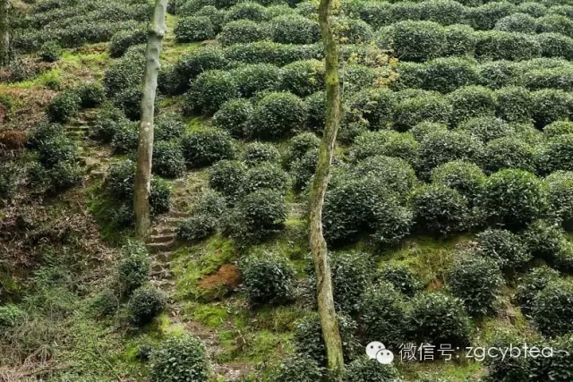 西湖龙井茶树