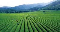 龙井茶的采制标准介绍含采茶