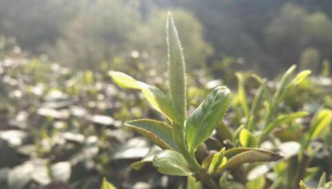 茶叶是农作物无法避免减产与增产