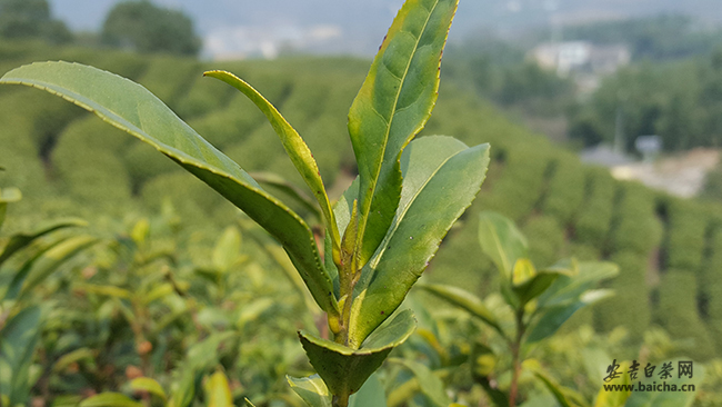 原产地安吉白茶历年来开采时间汇总