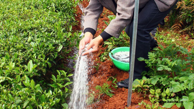 安吉白茶种植：茶园土壤板结的原因、原理及补救