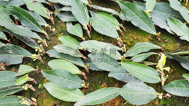 安吉白茶苗的种植栽培技术