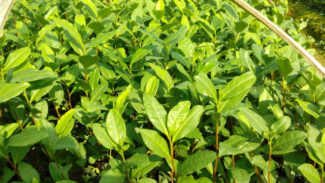 安吉白茶短穗扦插育苗种植技术