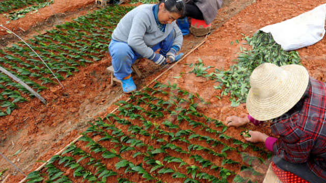 安吉白茶短穗扦插育苗种植技术