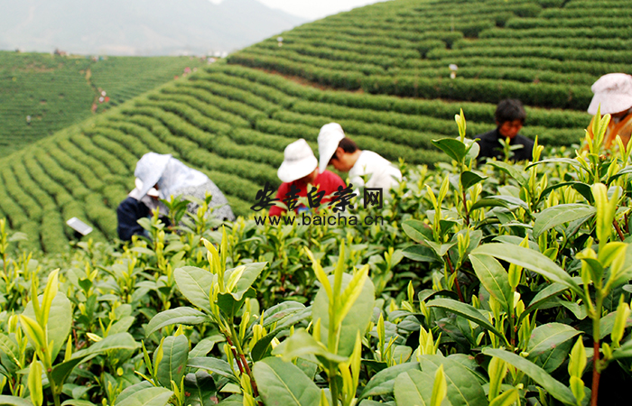 安吉白茶的品质特征和生理机制