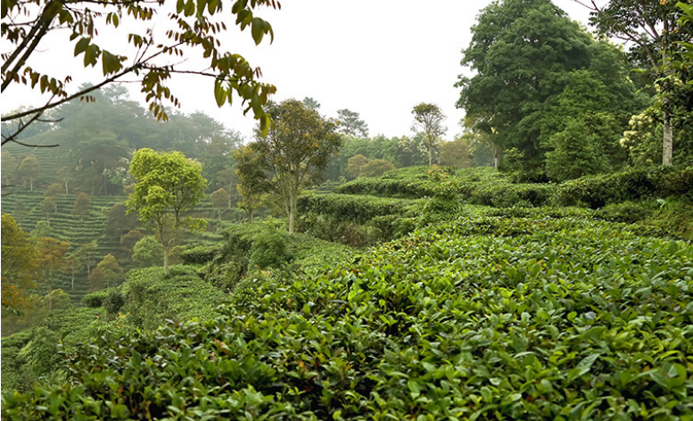 春季茶叶生产管理技术要点