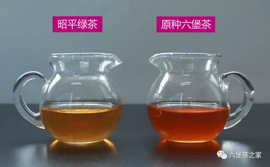 冲泡实验丨如何分辨原种六堡茶