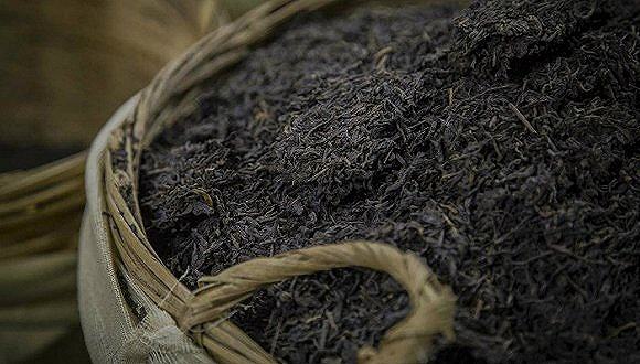 ​六堡茶桂青种是什么？