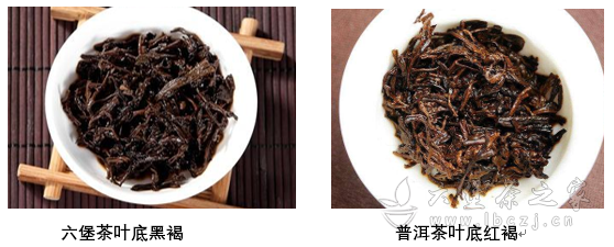 三分钟读懂广西六堡茶和普洱茶的区别