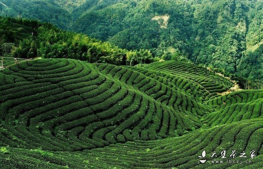 传统农家六堡茶的工艺和分类方法