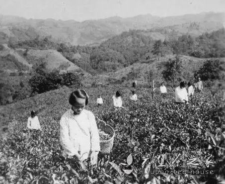 六堡茶的历史——解放初期