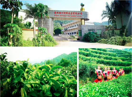广西梧州圣源茶业有限公司