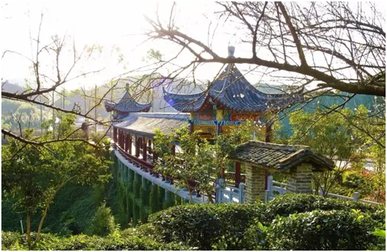 苍梧县成立六堡茶产业发展局