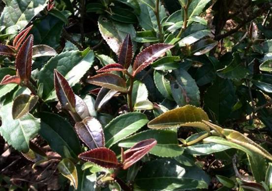 六堡茶和普洱茶茶树品种的区别？六堡茶紫芽又是什么