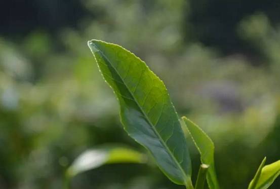 六堡茶和普洱茶茶树品种的区别？六堡茶紫芽又是什么