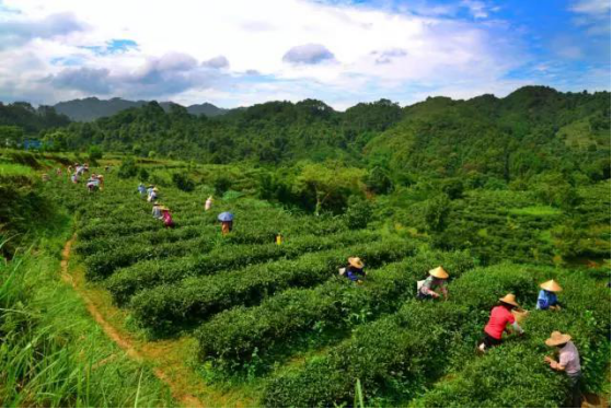 你知道六堡茶曾被列为中国24种名茶吗？