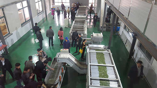安吉白茶生产模式改革领先全省