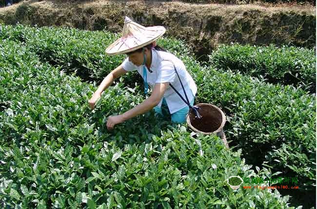 铁观音茶的原产发源地在中国的哪个省份？