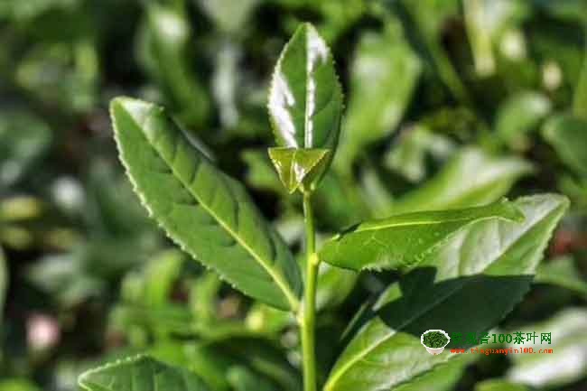 铁观音秋茶纯种特征新旧茶如何鉴别