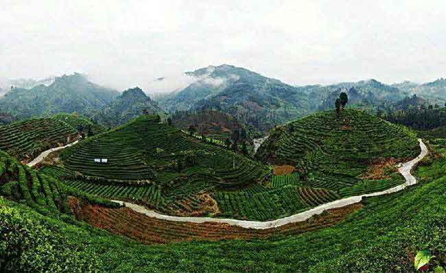 我国茶产业海外市场拓展加速，发展与机遇并存