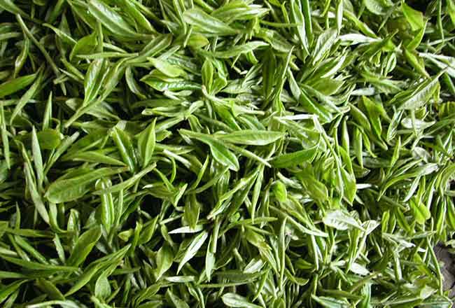 绿茶为什么没有铁观音香气浓呢？