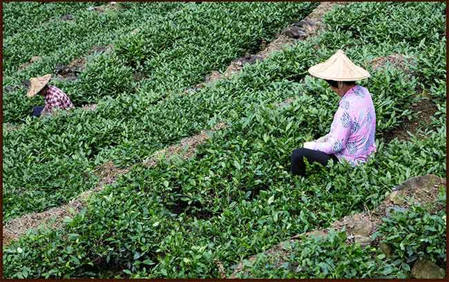 《2018中国春茶产销形势分析报告》安溪铁观音产销报告