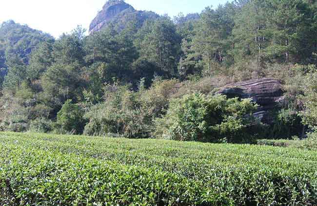福建闽茶有望在2018年产值超千亿元