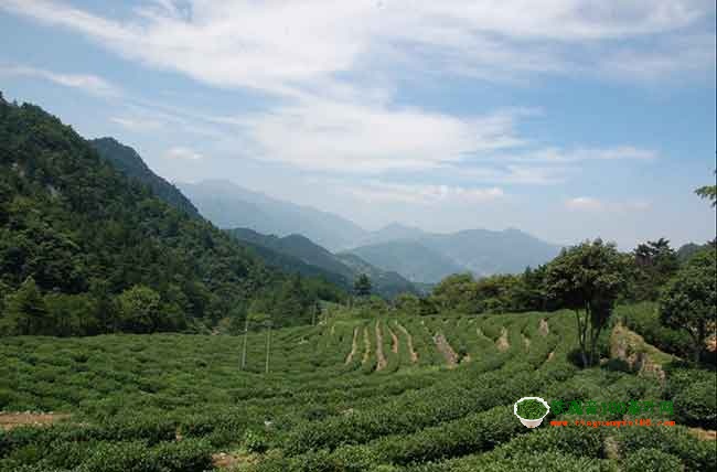2018年中国茶叶销量排行榜