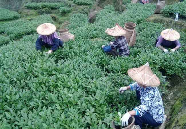 安溪茶叶合作社创造铁观音茶产业新模式，效果彰显