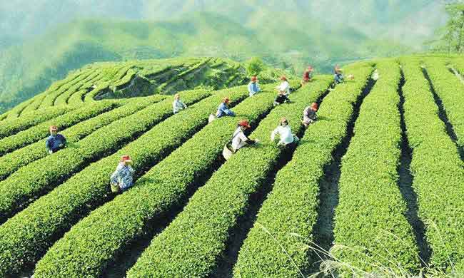 安溪茶叶合作社创造铁观音茶产业新模式，效果彰显