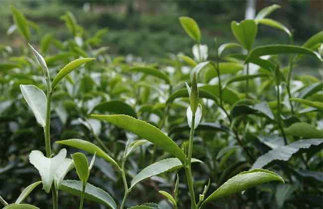 “芦田梅占”香飘“一带一路”，从“杂菜茶”到“优质茶”的蜕变
