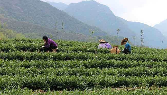 安溪铁观音、本山等六大茶树成为我国首批登记茶种