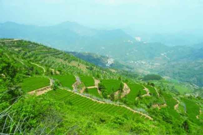 安溪梅占茶的创新出口3千万元，铁观音产地