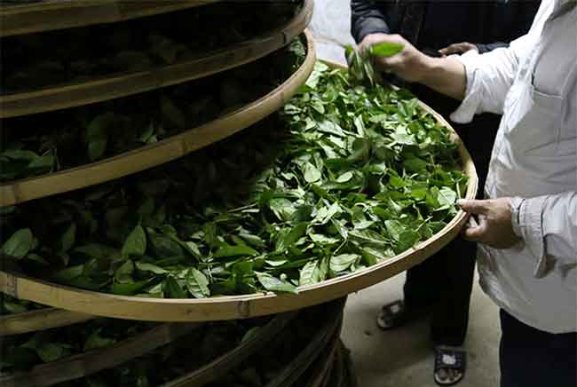 铁观音茶“消青大味”是如何制作的？