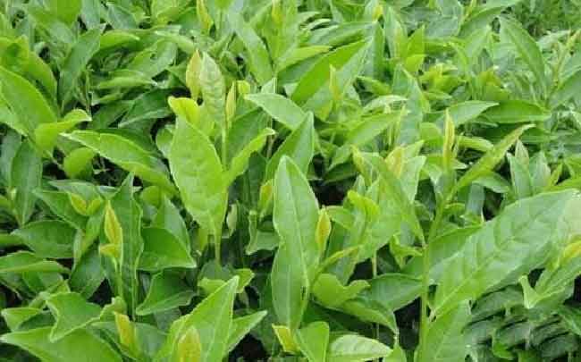安溪铁观音茶和安溪其他乌龙茶种类的区别