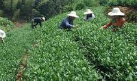 铁观音春茶新茶几月上市，铁观音春茶的市场行情