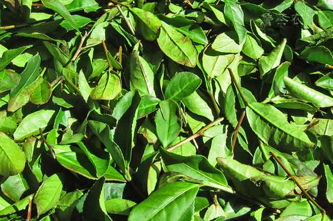 铁观音比竹叶青茶哪个好，它们的区别在哪里？