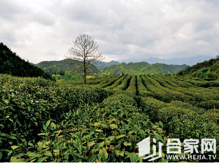 资深媒体人于卡报道祁门县红茶产业