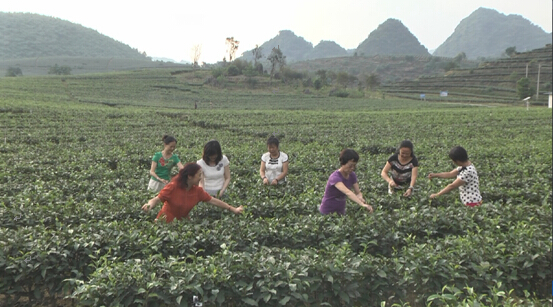 第二届中国英德红茶文化节在广东英德召开