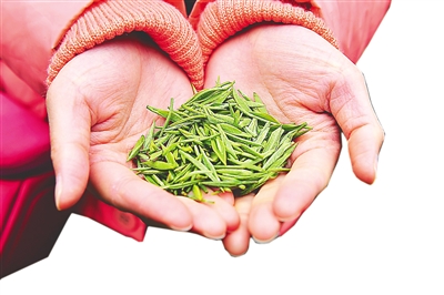 金骏眉：生态茶产业造福武夷山茶农