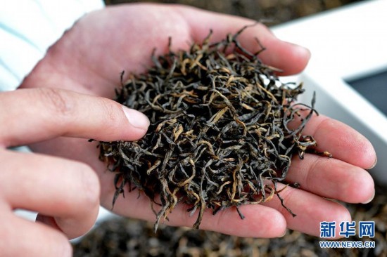 探秘昂贵的武夷山红茶：一斤茶用芽尖18万个