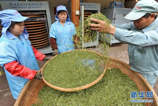 探秘昂贵的武夷山红茶：一斤茶用芽尖18万个