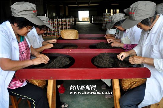 安徽祁门红茶再增产茶叶生产转入精深加工阶段