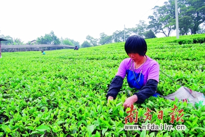 英红：红茶之乡稻耕之源