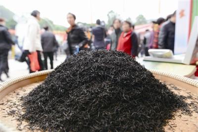 温州茶企重拾“红茶”加工工艺