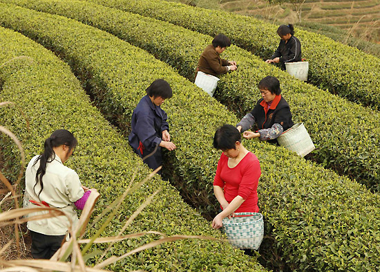福建武夷山正山小种红茶开采