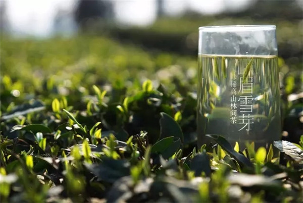 峨眉山“产业+”模式催生中国绿茶之都强势崛起