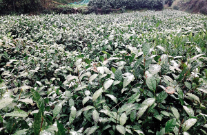 西湖龙井：昨天的雪对冒芽的茶叶影响不会大