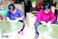 走访:潍坊绿茶市场存在售“拼配茶”等现象