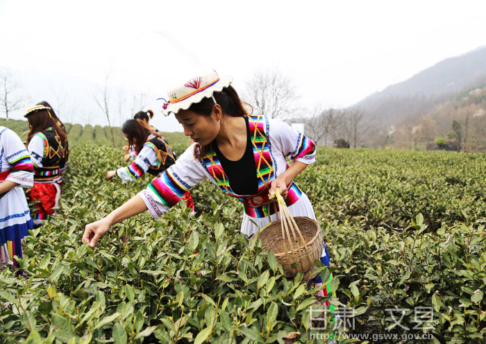 文县高山有机绿茶采摘上市比去年提前了10天